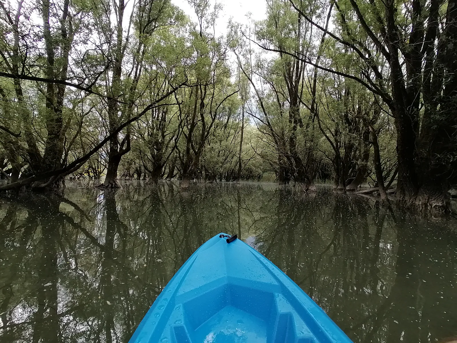 Kayak tra i salici del bosco allagato del Lago di Santa Croce